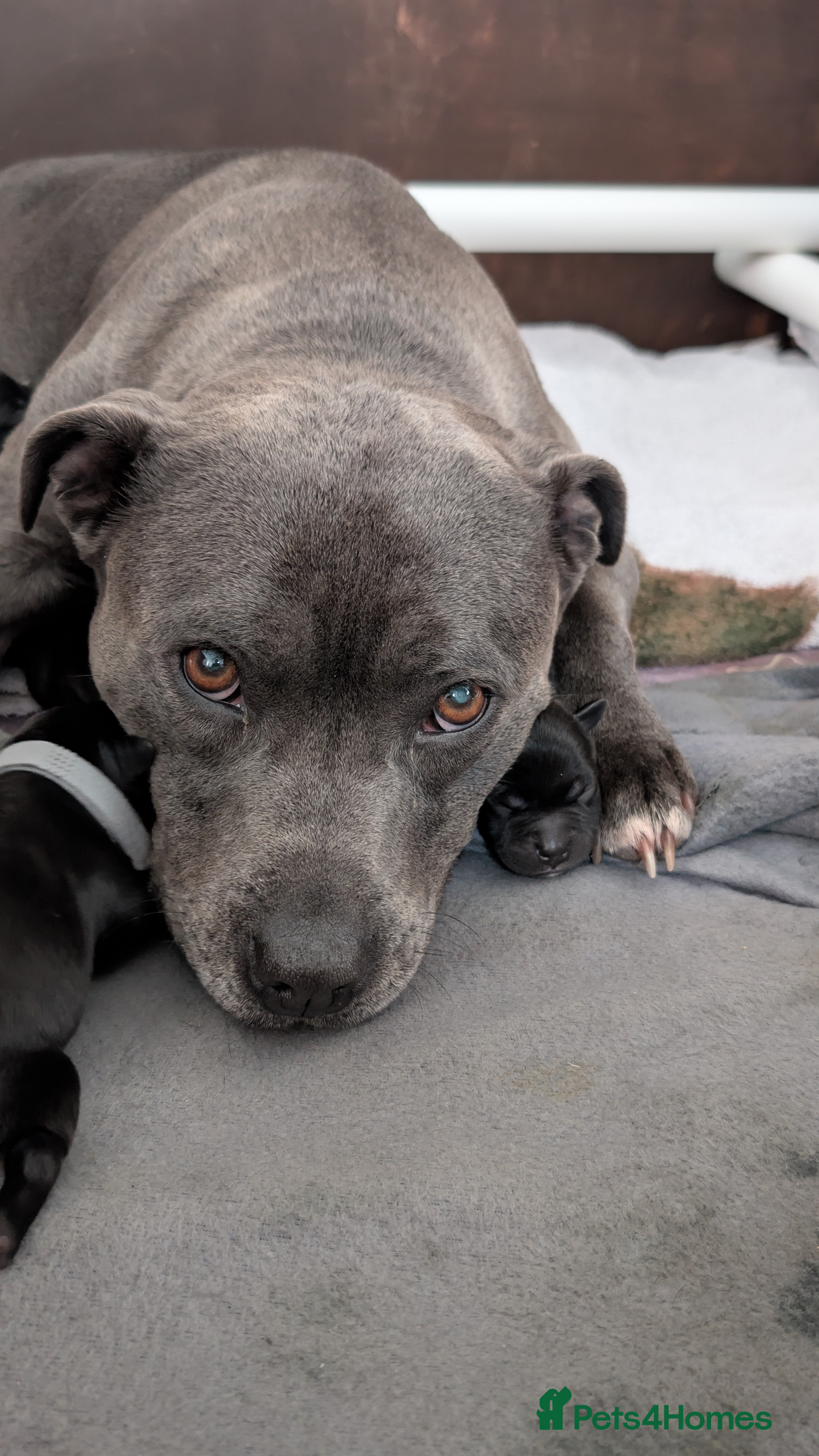 Staffordshire Bull Terrier dogs KC Registered Staffordshire Bull Terrier Puppies - Advert 2