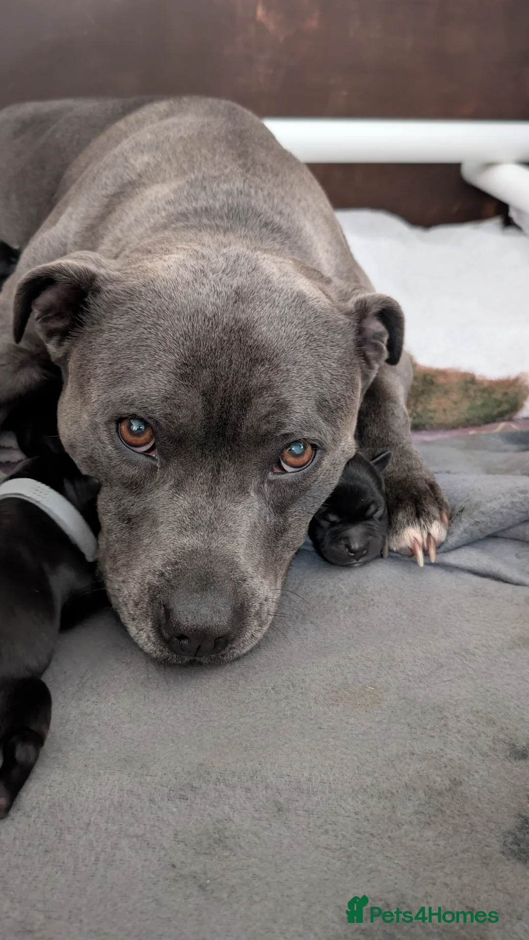 Staffordshire Bull Terrier dogs for sale: KC Registered Staffordshire Bull Terrier Puppies - Advert 2