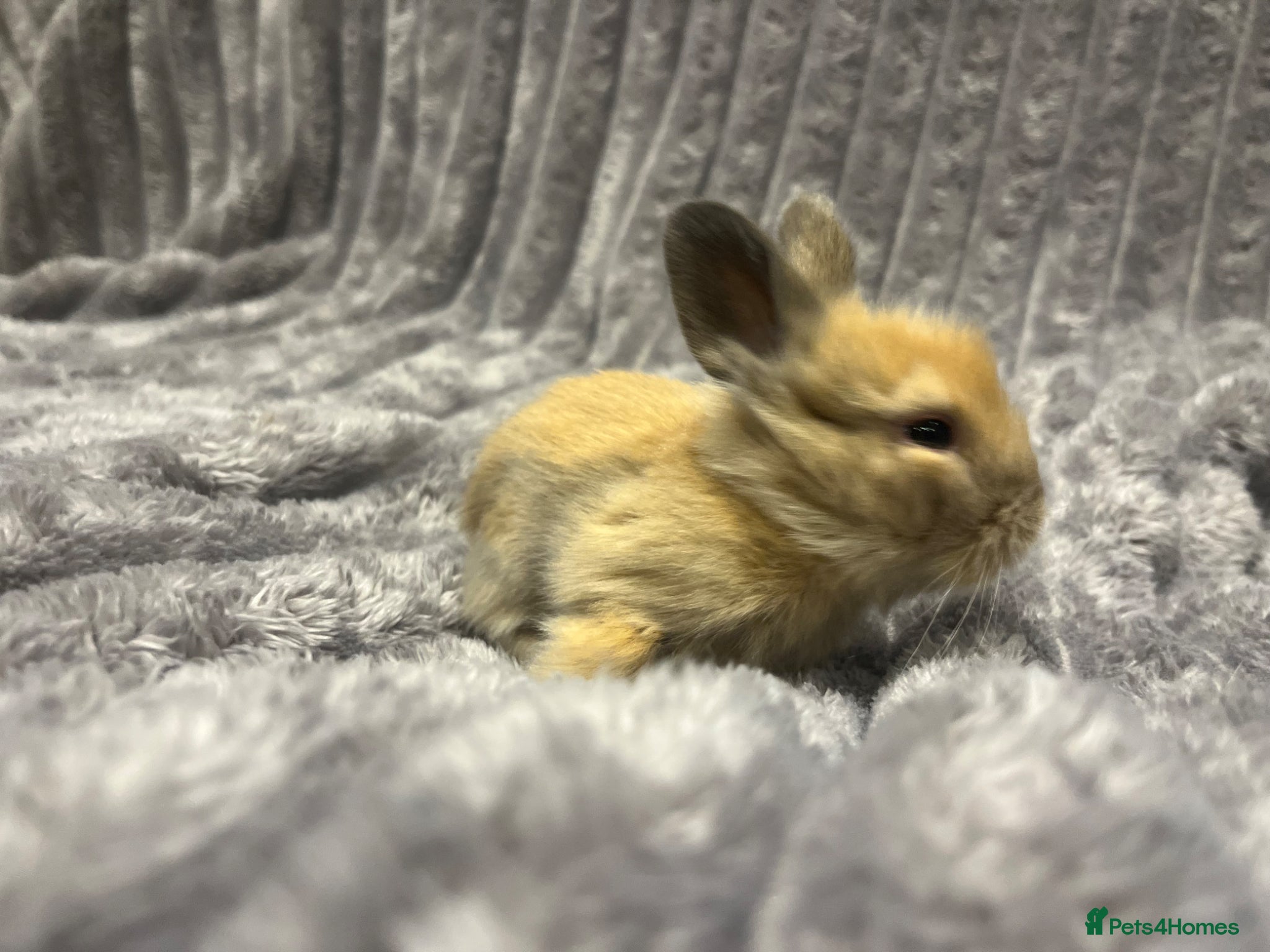 Lionhead rabbits Beautiful mini double maned lionheads bunnies  - Advert 2