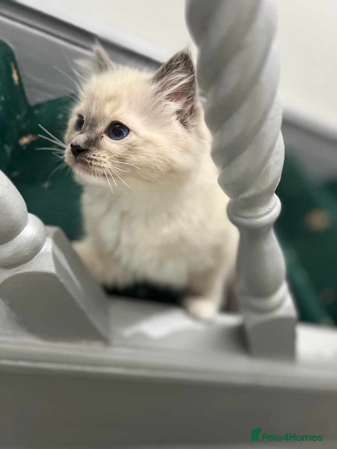 Ragdoll cats for sale: Meet Special joy - Image 18
