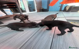 Cocker Spaniel dogs for sale: KC Working Cocker Spaniels available now - Image 11