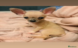 Chihuahua dogs for sale: Toy size baby girl chihuahua 🩷 - Advert 4