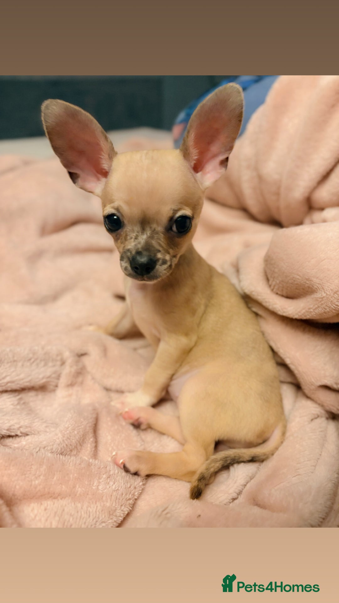 Chihuahua dogs for sale: Toy size baby girl chihuahua 🩷 - Advert 4