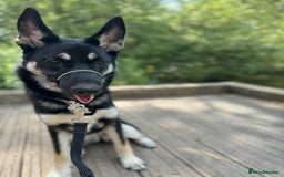 Shepsky dogs for sale: German shepherd x husky - Advert 1