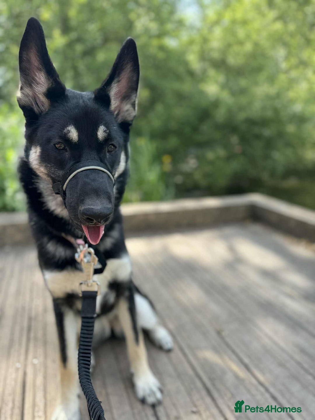 Shepsky dogs for sale: German shepherd x husky - Advert 1