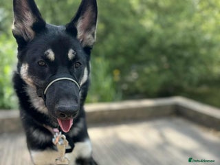 Shepsky dogs for sale: German shepherd x husky - Advert 1