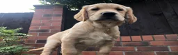 Golden Retriever dogs for sale: KC Reg Dark Red Golden Retriever-100% DNA Tested - Advert 6