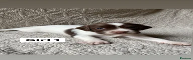 English Springer Spaniel 1