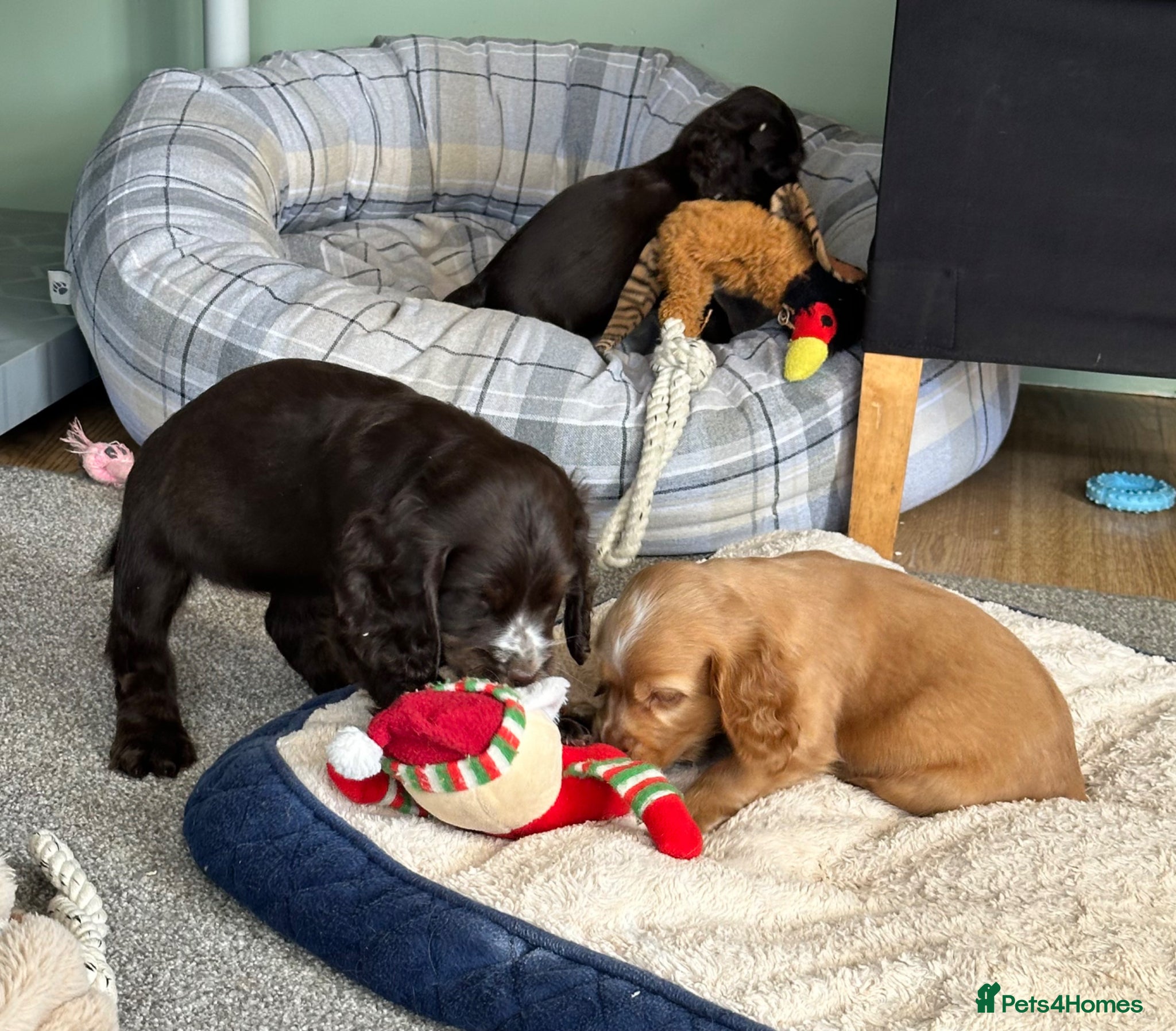 Cocker Spaniel dogs Beautiful show type Cocker Spaniels - Advert 1