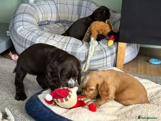 Cocker Spaniel dogs for sale: Beautiful show type Cocker Spaniels - Advert 2