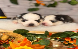 Pomsky dogs for sale: Lilac sired F2 masked Pomsky blue eyes  - Image 4