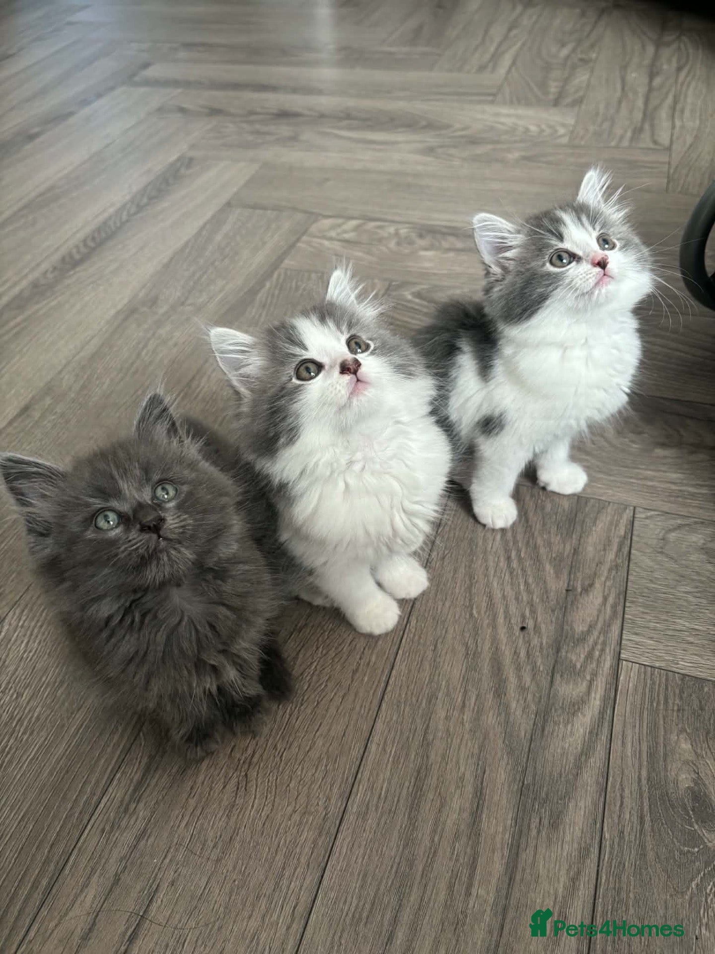 Mixed Breed cats Super fluffy kittens  - Advert 3