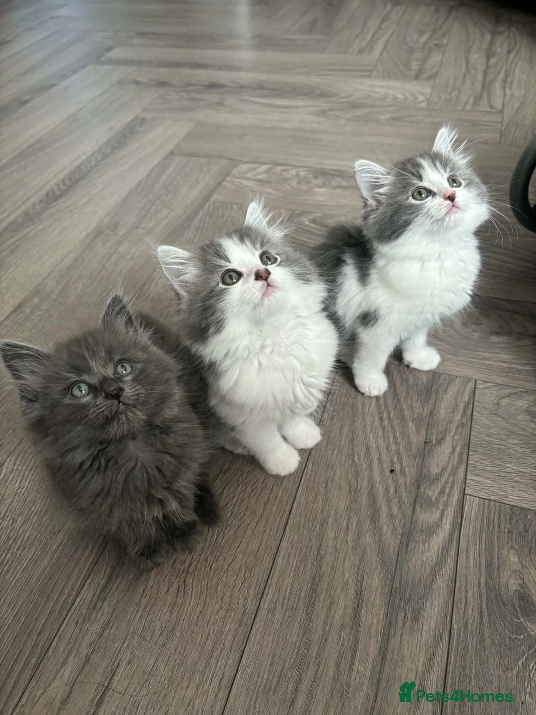 Mixed Breed cats for sale: Super fluffy kittens  - Advert 1