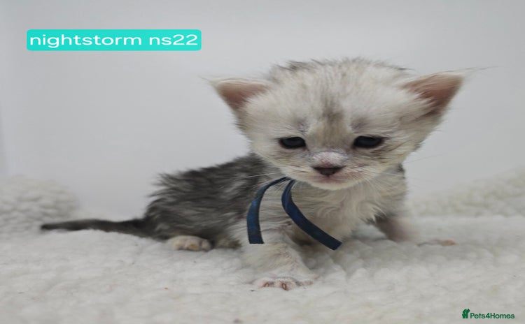 Maine Coon cats - Advert 7