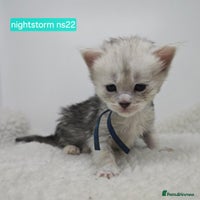 Maine Coon cats Maine Coon Kittens Silver Imported Shaded Lines - Advert 5