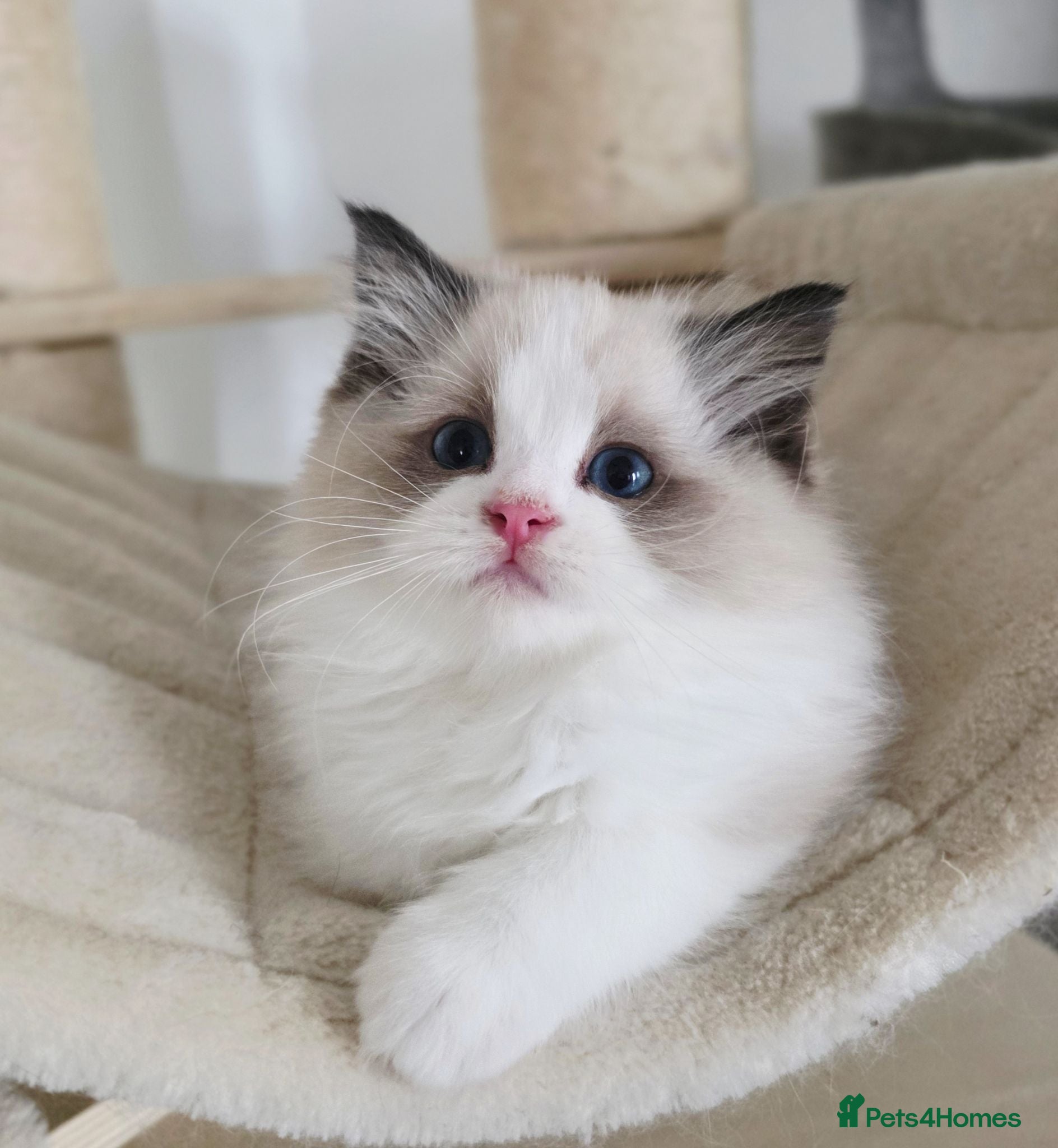 Ragdoll cats 💓please read🩵🏆European Champion lines 💫Tica - Advert 1