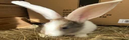 Flemish rabbits for sale: WE HAVE THE WORLDS BIGGEST BUNNIES  - Advert 6
