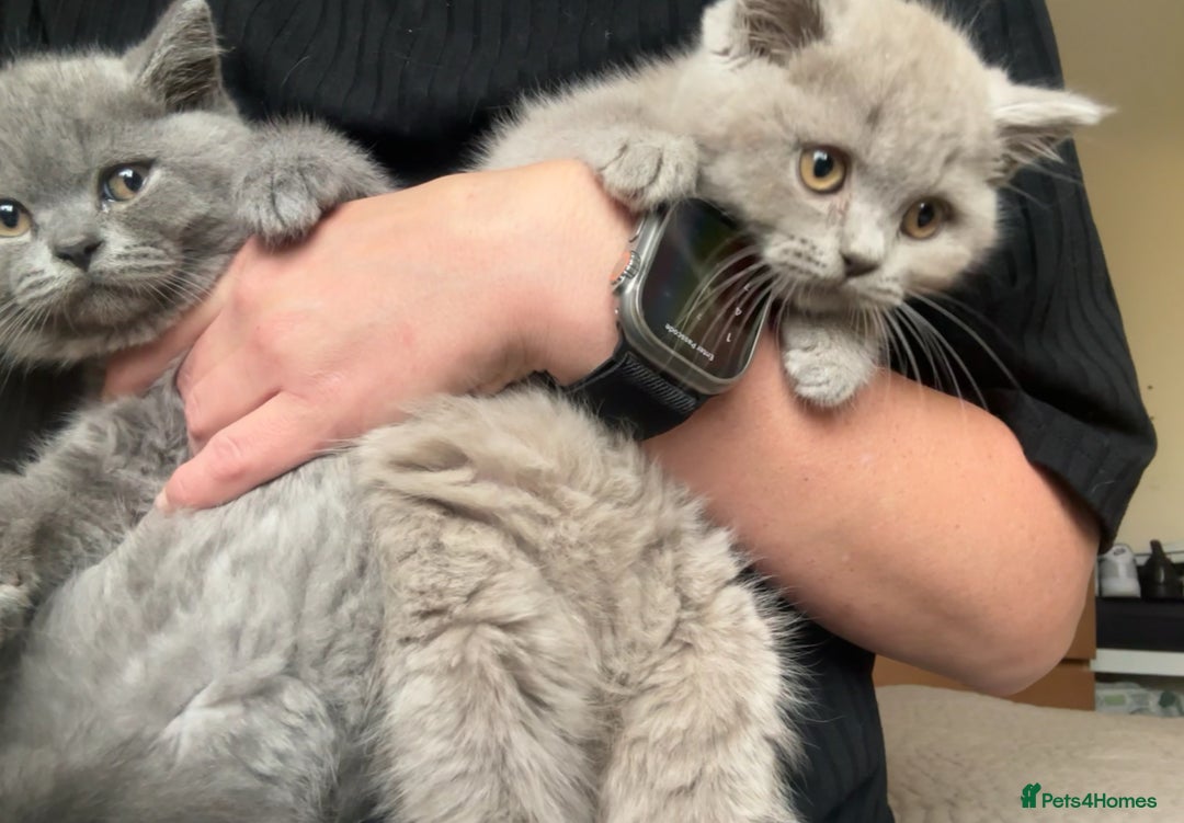 British Shorthair cats for sale: British shorthair kittens(long hair boy left )  - Image 7