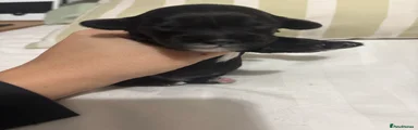 Cockapoo 2
