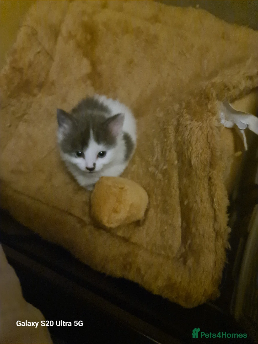 Siberian cats for sale: Kittens - Advert 31