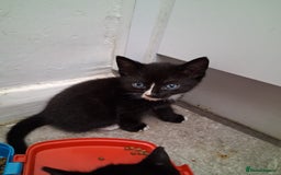 British Shorthair cats for sale: Kittens  - Image 2