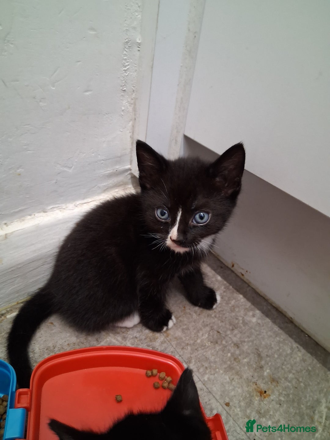 British Shorthair cats for sale: Kittens  - Image 2