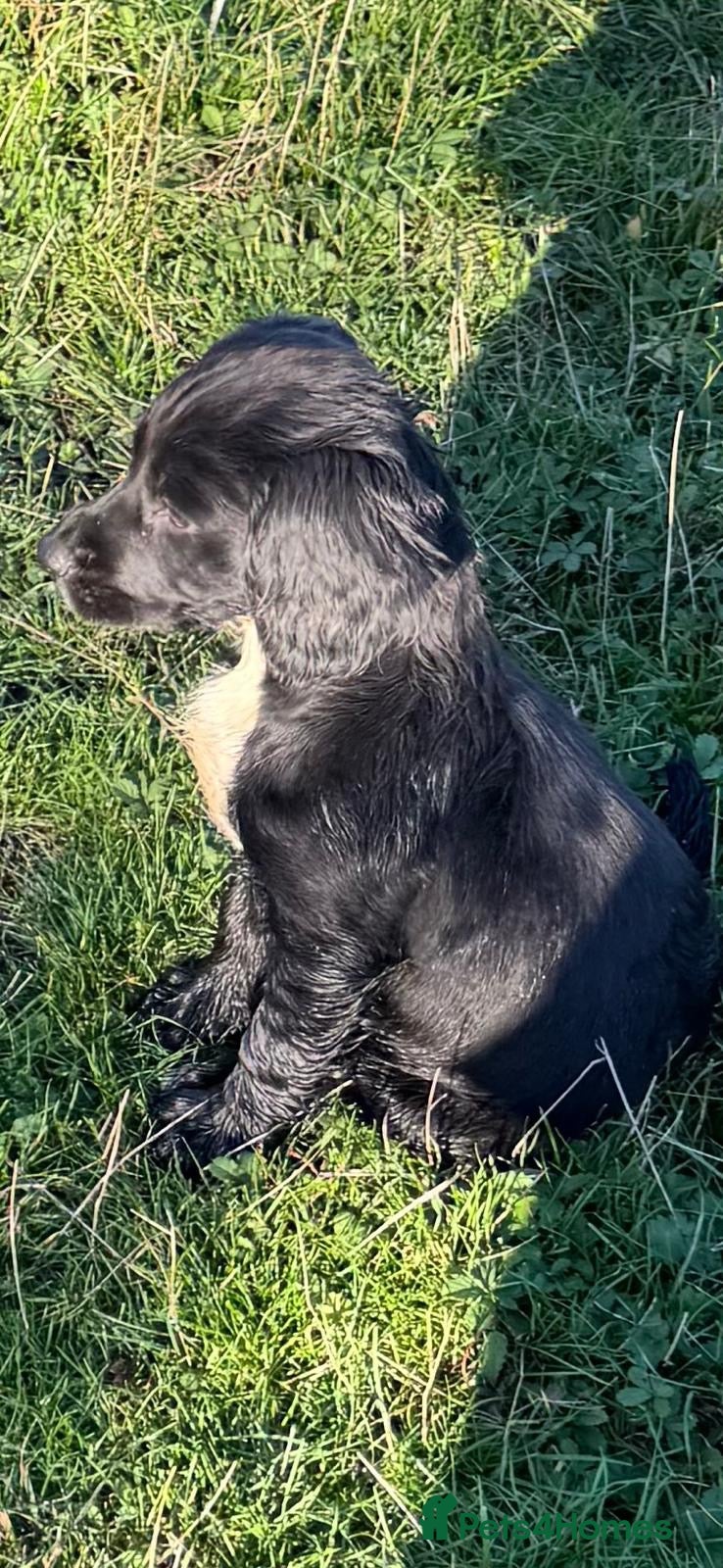 Sprocker dogs Black Sprocker. male  dog left - Advert 14
