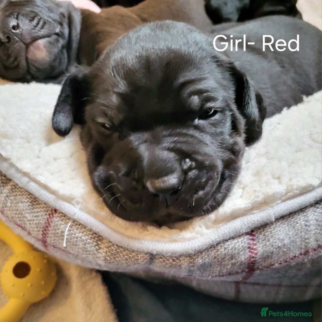 Mixed Breed dogs for sale: Alaunt type dogs - Advert 15