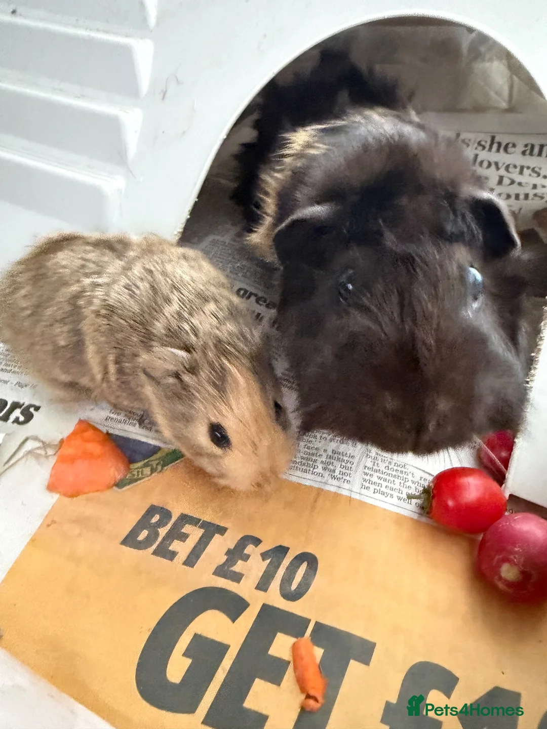 Guinea Pig rodents for sale: Guinea Pig babies  - Advert 15