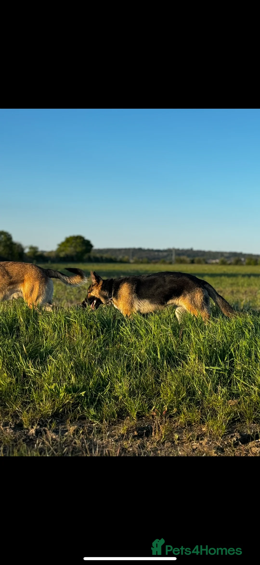 German Shepherd dogs for stud: PROVEN BIG BONED GERMAN SHEPHERD FOR STUD  in Romford - Advert 11