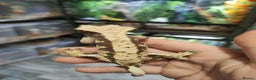 Gecko reptiles for sale: Male and female crested geckos  - Advert 6