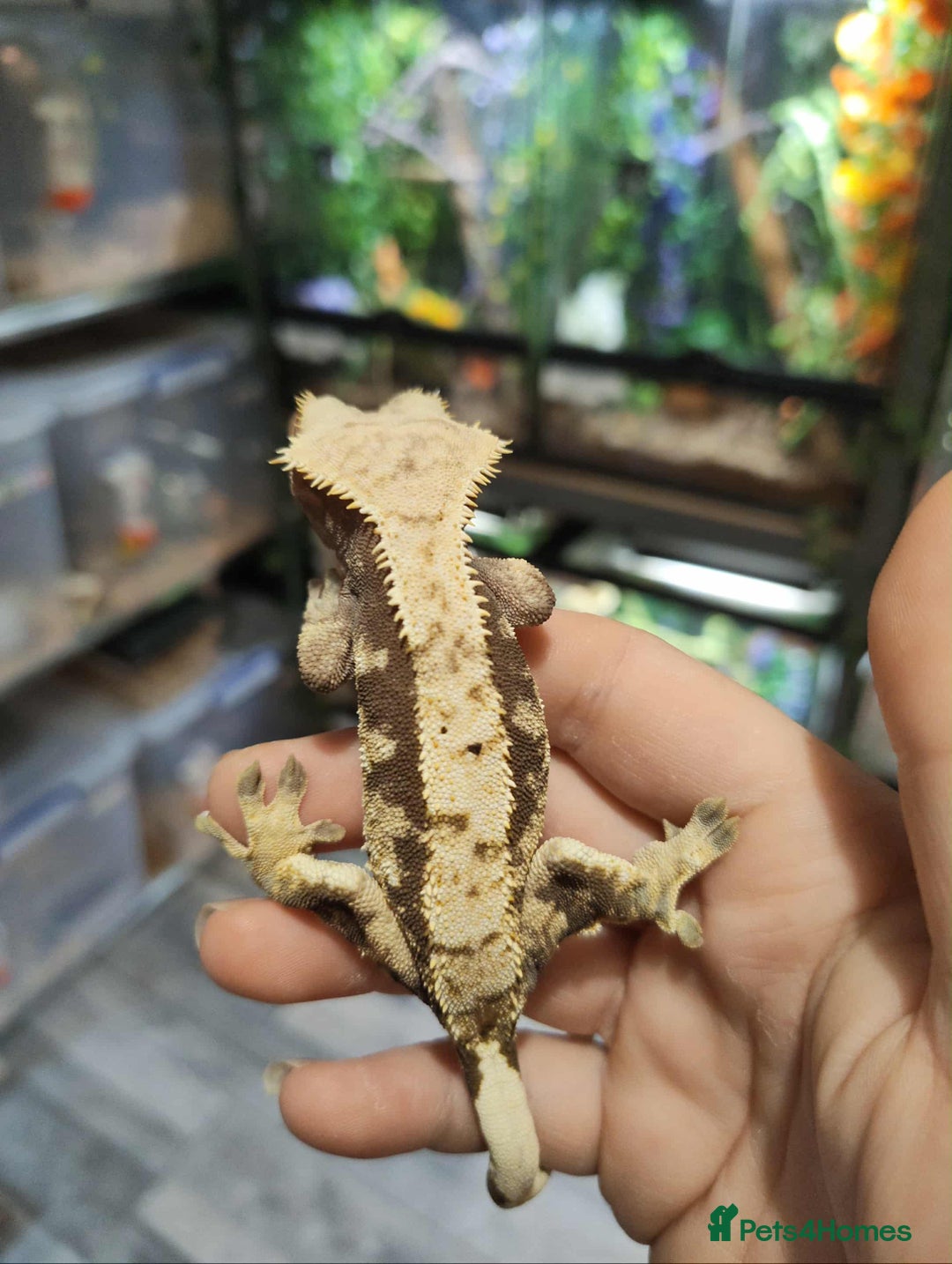 Gecko reptiles for sale: Male and female crested geckos  - Advert 6
