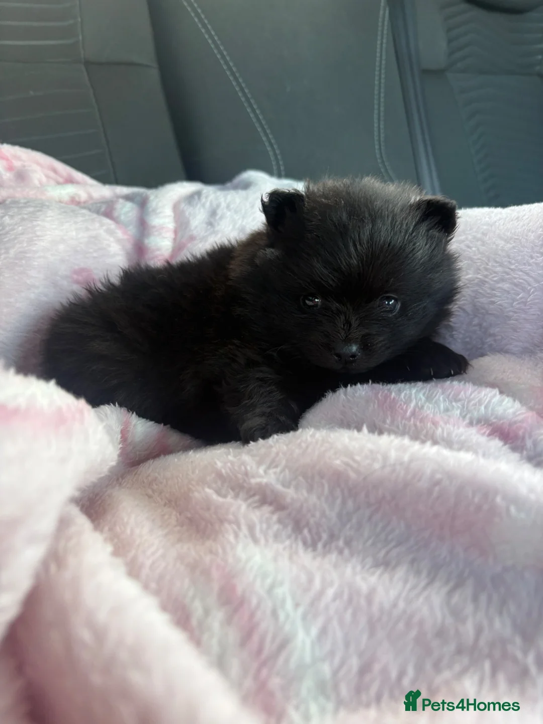 Pomeranian dogs for sale: pomeranian teddy bear kc reg - Advert 6