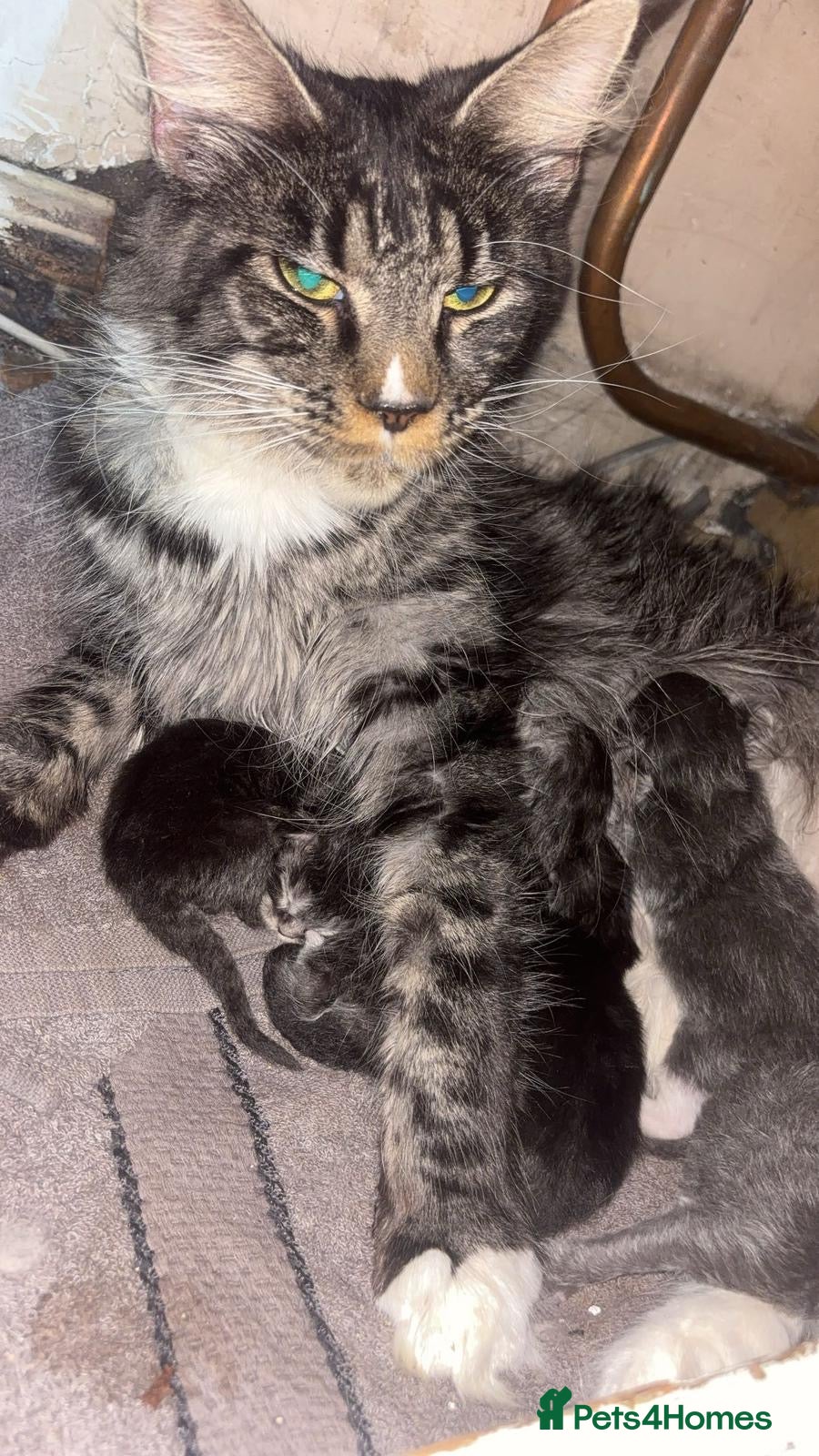 Maine Coon cats 5 Male TICA Reg Blue Black Silver Maine Coons - Advert 2