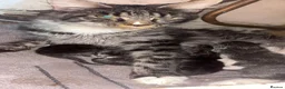 Maine Coon cats for sale: 5 Male TICA Reg Blue Black Silver Maine Coons in Gloucester - Advert 2