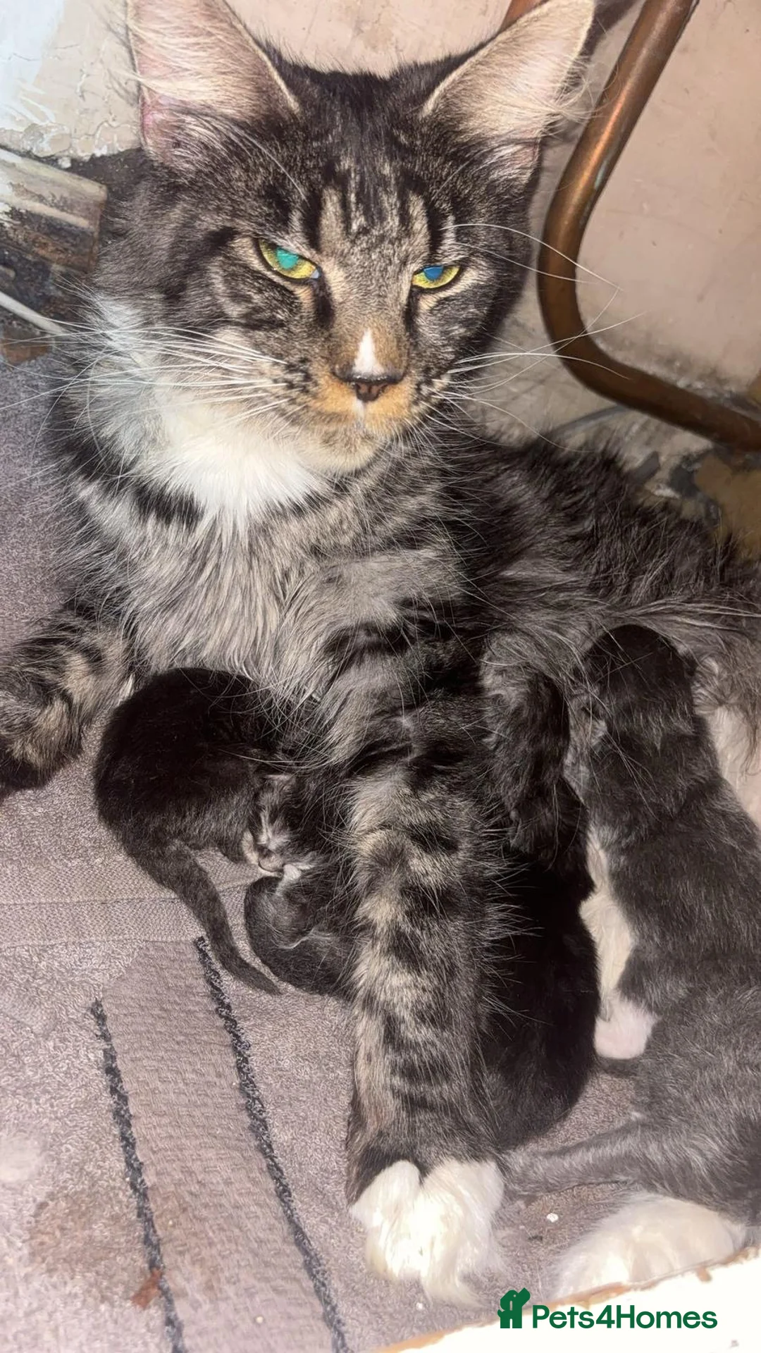 Maine Coon cats for sale: 5 Male TICA Reg Blue Black Silver Maine Coons in Gloucester - Advert 2