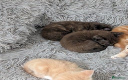 Mixed Breed cats for sale: Siamese/ragdoll/Scottish fold  - Image 7