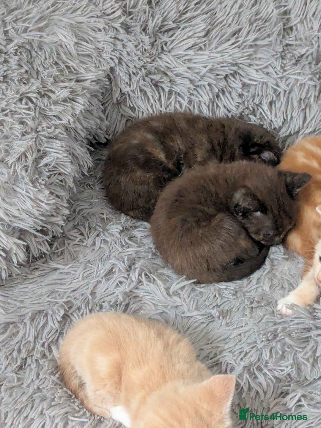 Mixed Breed cats for sale: Siamese/ragdoll/Scottish fold  - Image 7