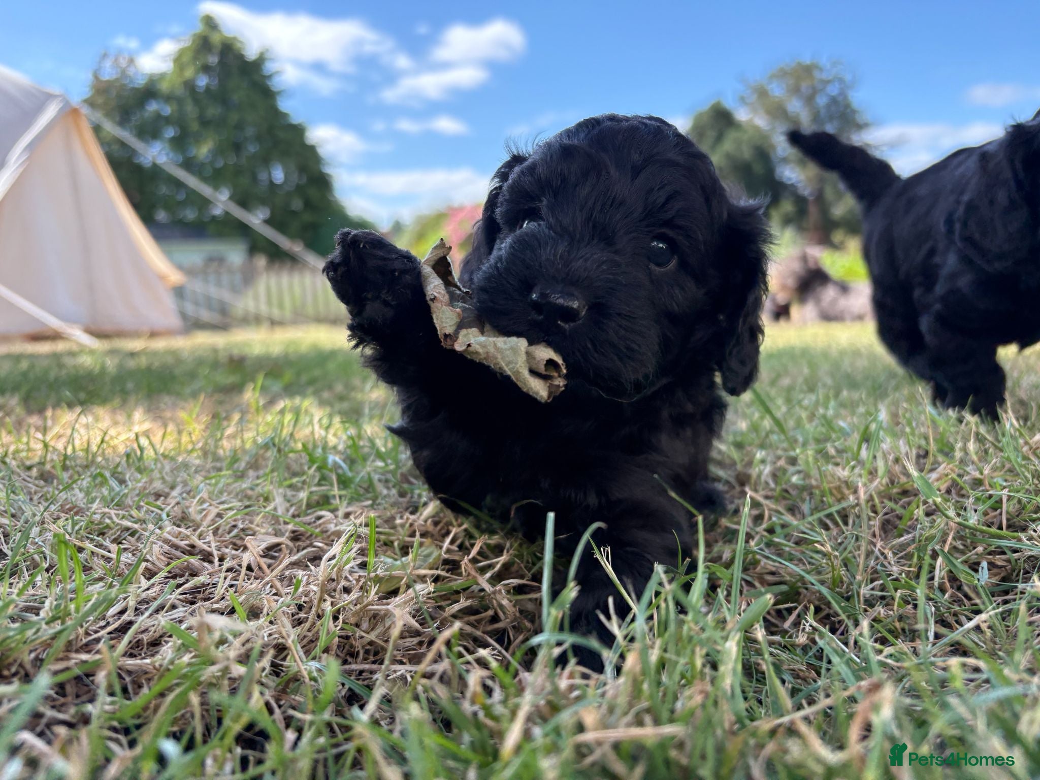 Mixed Breed dogs Delightful Schnockerpoo Puppies  - Advert 2
