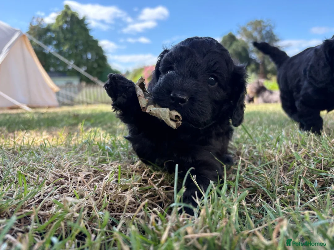Mixed Breed dogs for sale: Delightful Schnockerpoo Puppies  - Advert 2