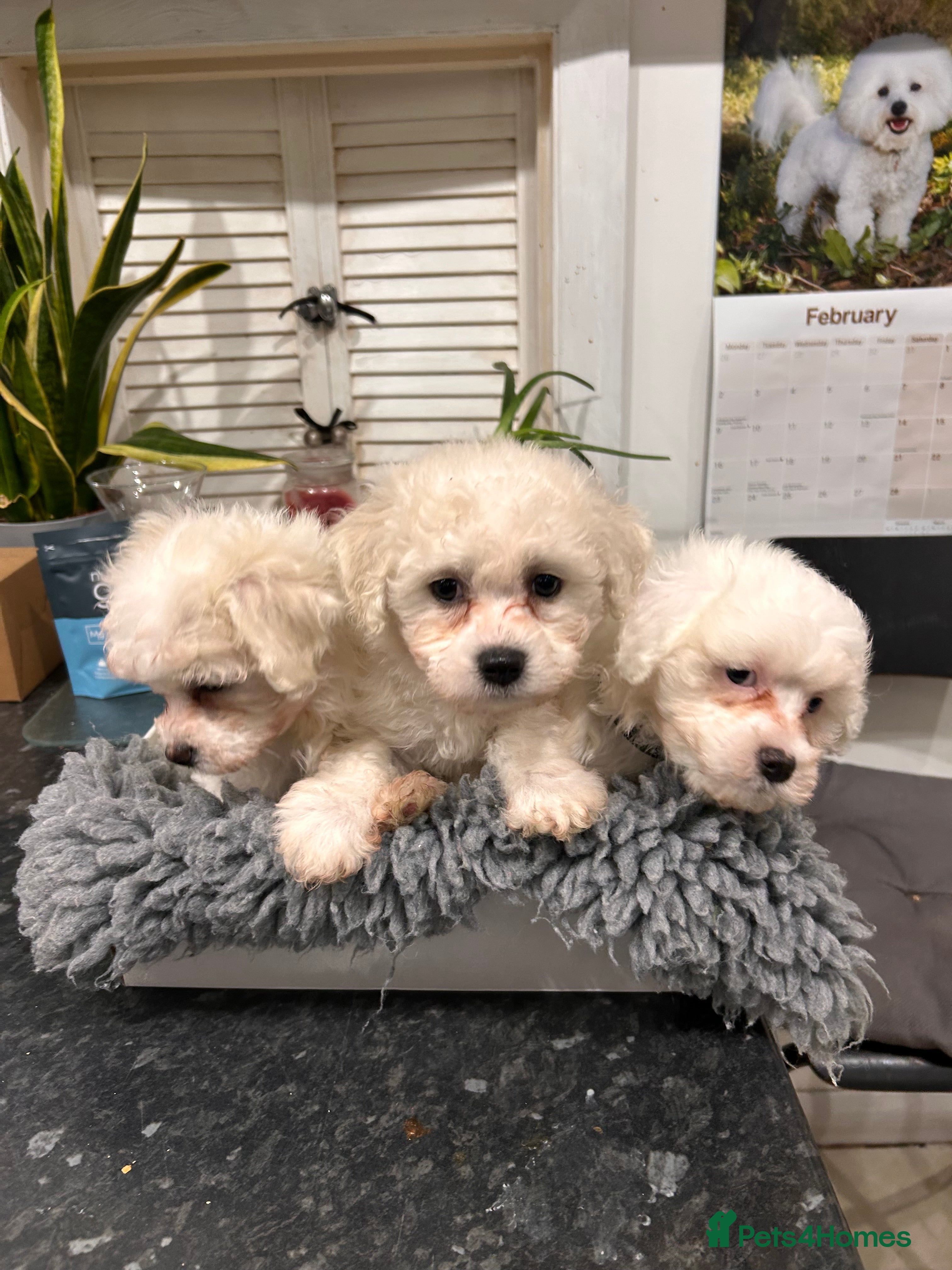 Mixed Breed dogs 2 beautiful female Maltichon puppies left.  - Advert 12