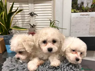 Mixed Breed dogs 2 beautiful female Maltichon puppies left. - Advert 12