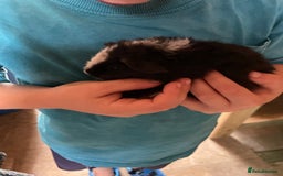 Guinea Pig rodents for sale: Baby Guinea pigs available soon  - Image 2