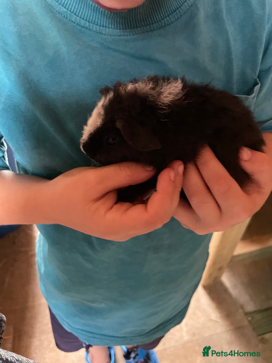 Guinea Pig rodents for sale: Baby Guinea pigs available soon  - Image 2