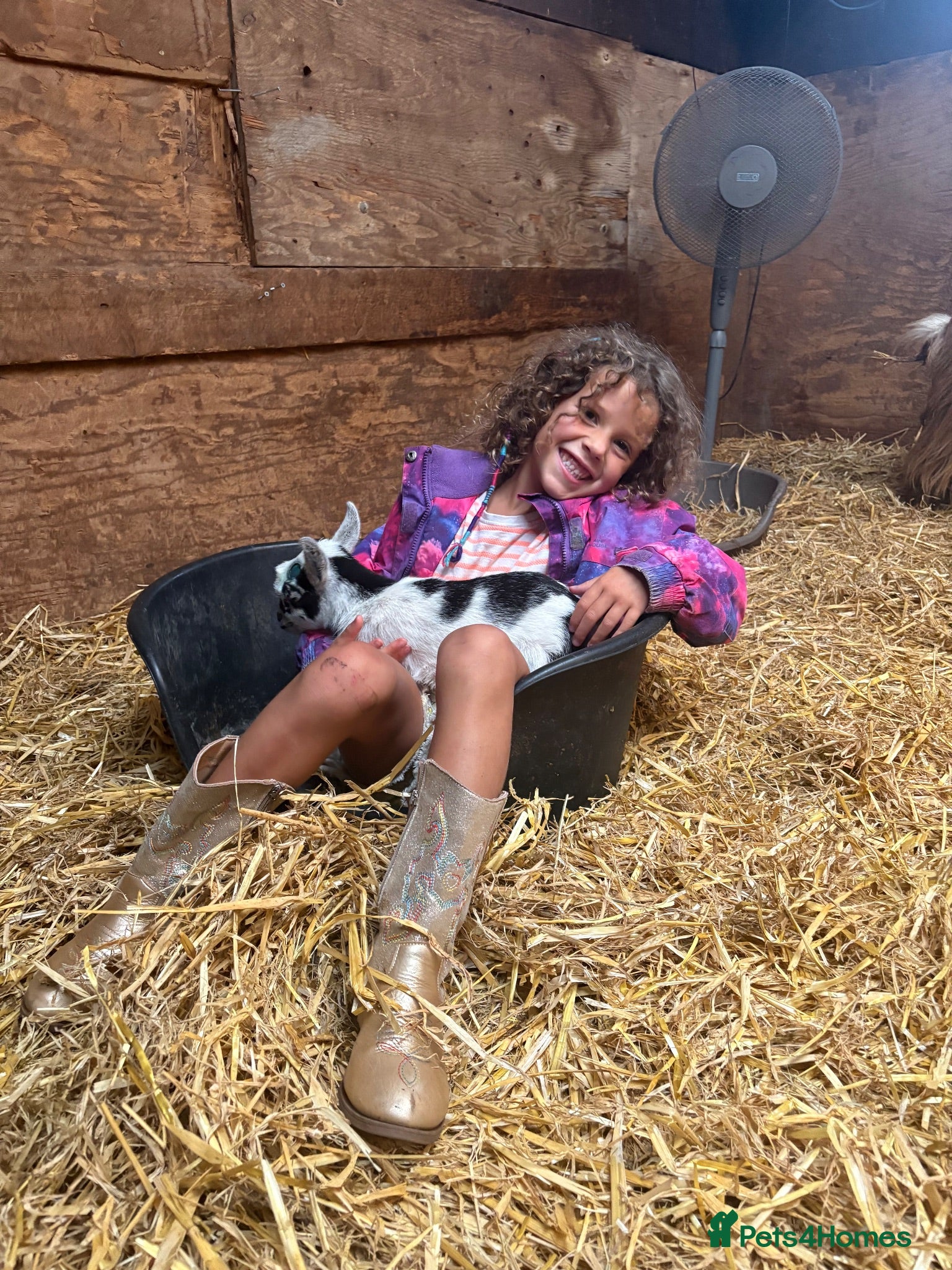 Goats livestock 4 Pedigree registered Pygmy goats  - Advert 6