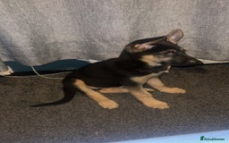 German Shepherd dogs for sale: German Shepherd Puppies  - Image 6