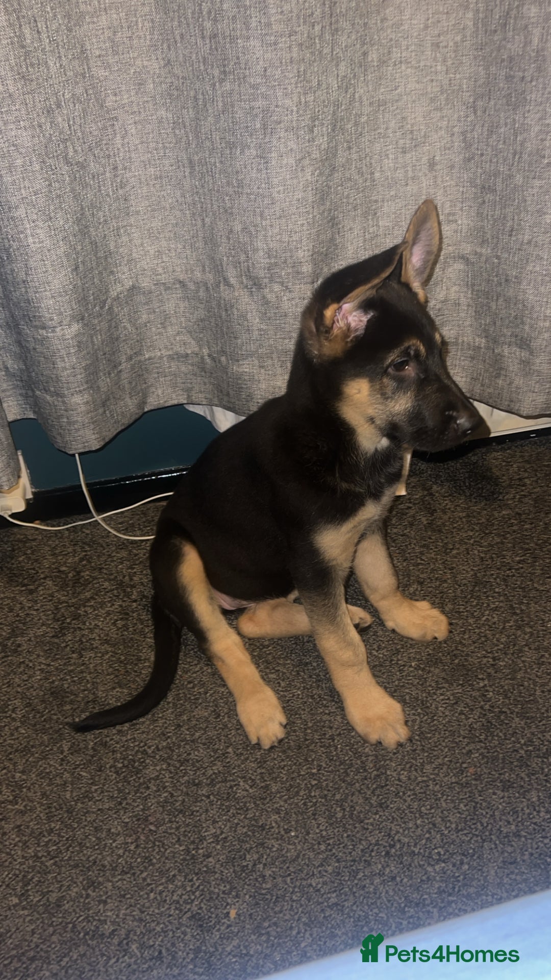 German Shepherd dogs for sale: German Shepherd Puppies  - Image 6