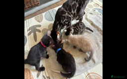 Bengal cats for sale: 4 Rare Tica Registered Bengal Kittens - Image 6