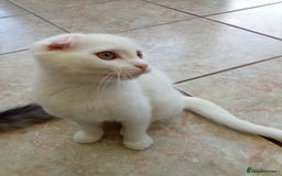 Scottish Fold cats for sale: 1 cutie cream folded girl & 1 straight cream  girl - Image 11