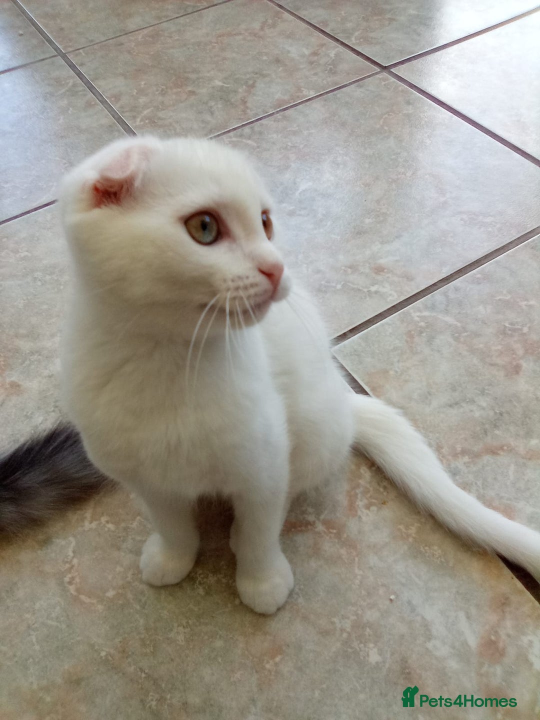 Scottish Fold cats for sale: 1 cutie cream folded girl & 1 straight cream  girl - Image 11